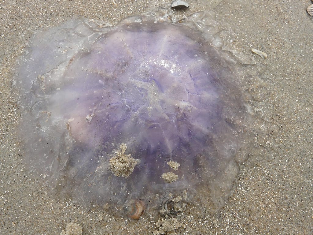 summer safety -be mindful of sea life
