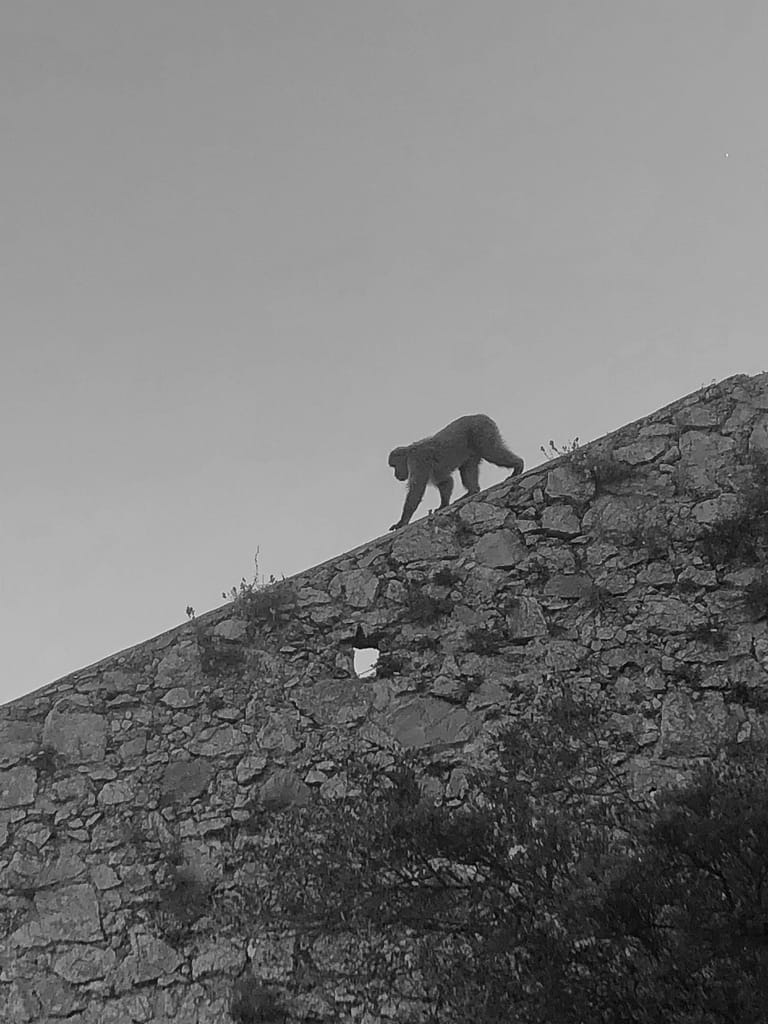 One of our famous Barbary Macques