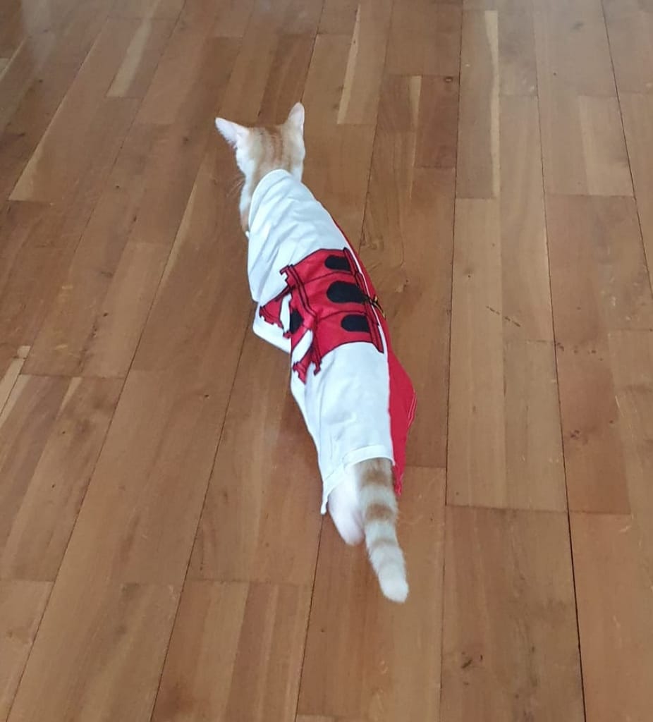 Our cat Toffee joining in with the National Day celebrations